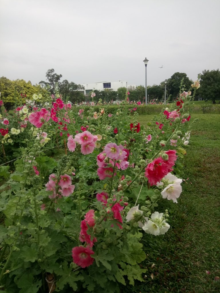 DSC_9210.JPG - 花博公園  蜀葵花季