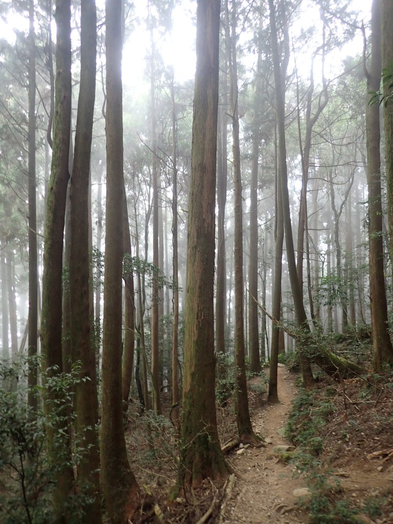 P2034946.JPG - 南庄  加里山  森林鐵道