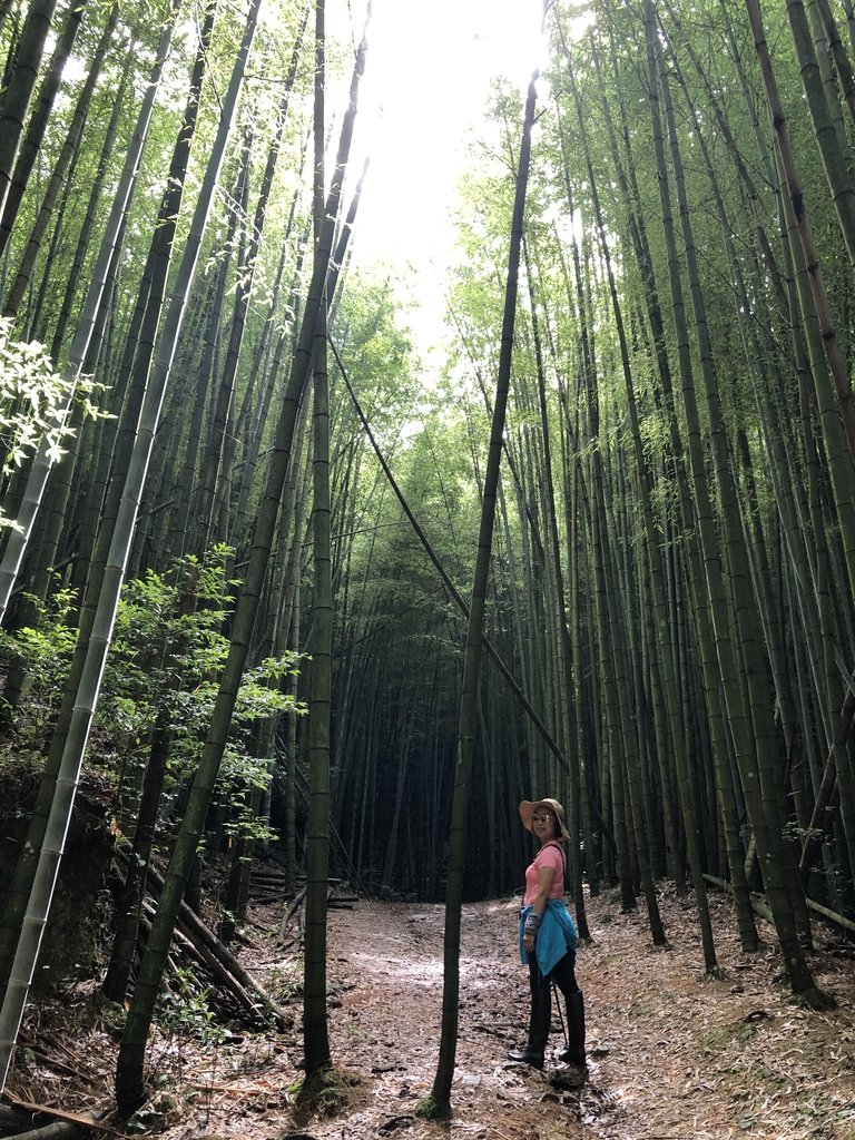 IMG_7667.JPG - 台中和平  長壽山登山步道  (中)