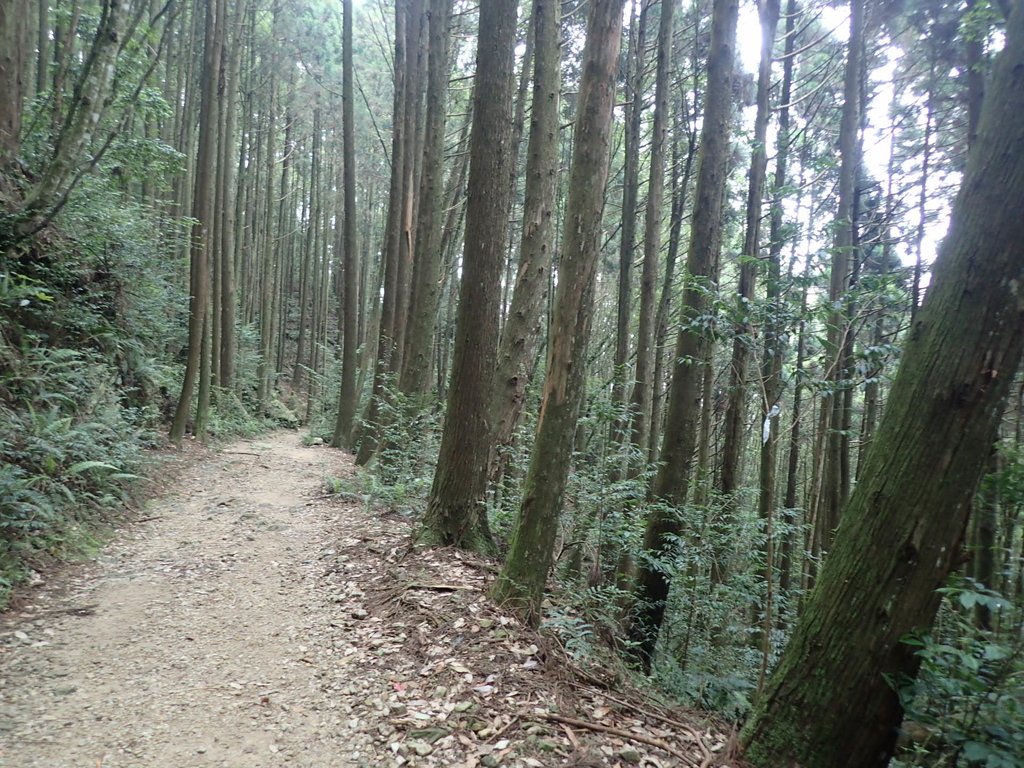 P7235920.JPG - 台中  和平  橫嶺山自然步道