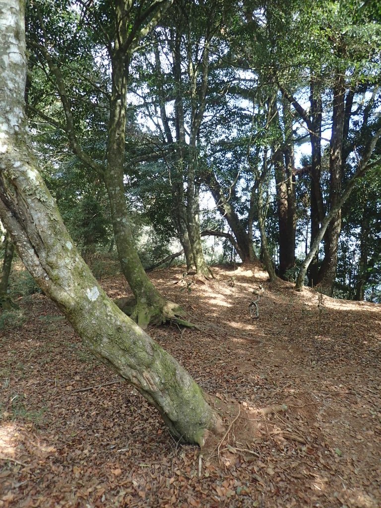 P2056644.JPG - 竹山  嶺頭山  金柑樹山