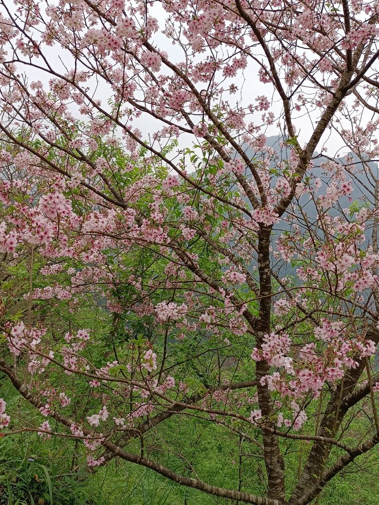 IMG20210226140008.jpg - 三峽  熊空  大熊櫻花林