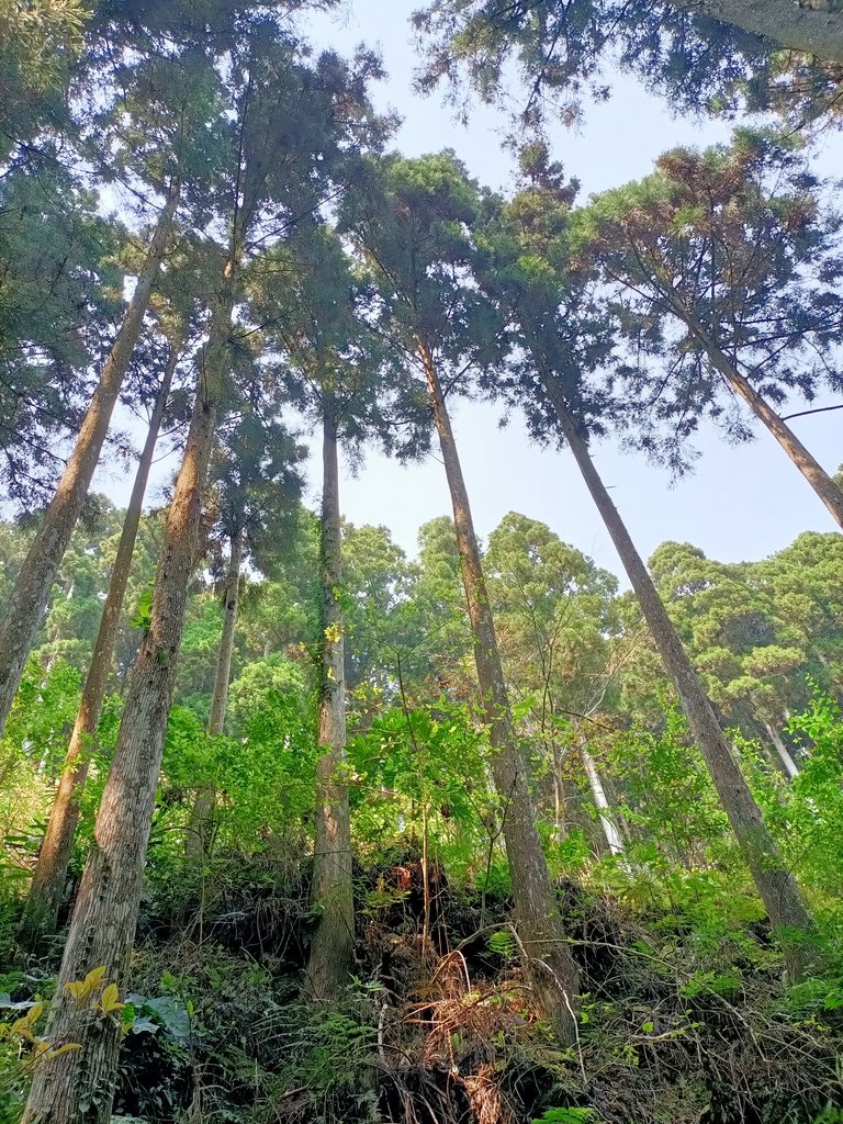 IMG20210403111211.jpg - 五峰  鵝公髻山登山步道  (02)