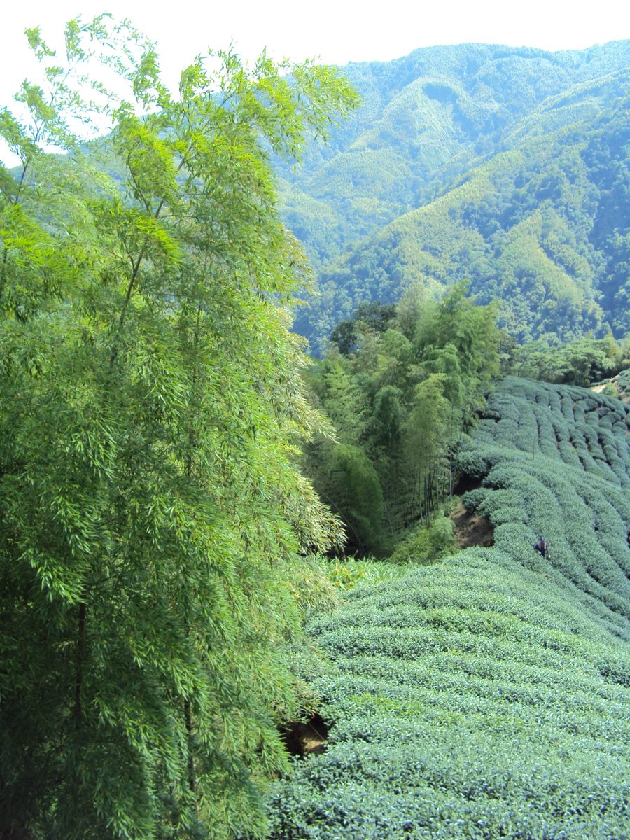 DSC07992.JPG - 竹山  軟鞍  八卦茶園