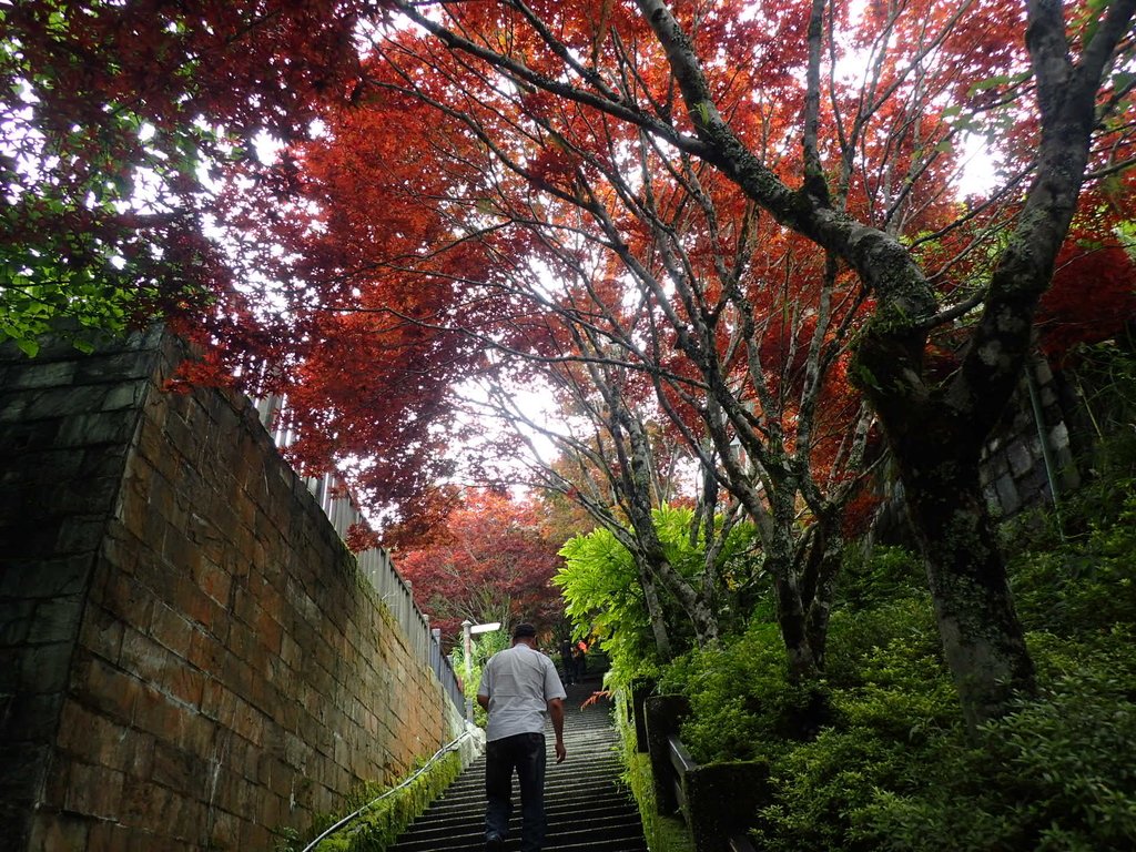 P8226822.JPG - 大同  太平山森林遊樂區