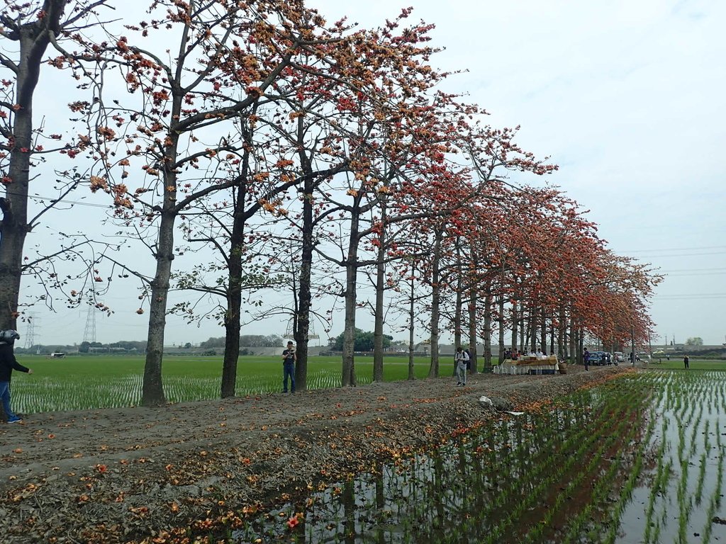 P3066514.JPG - 竹塘  田頭  木棉花道