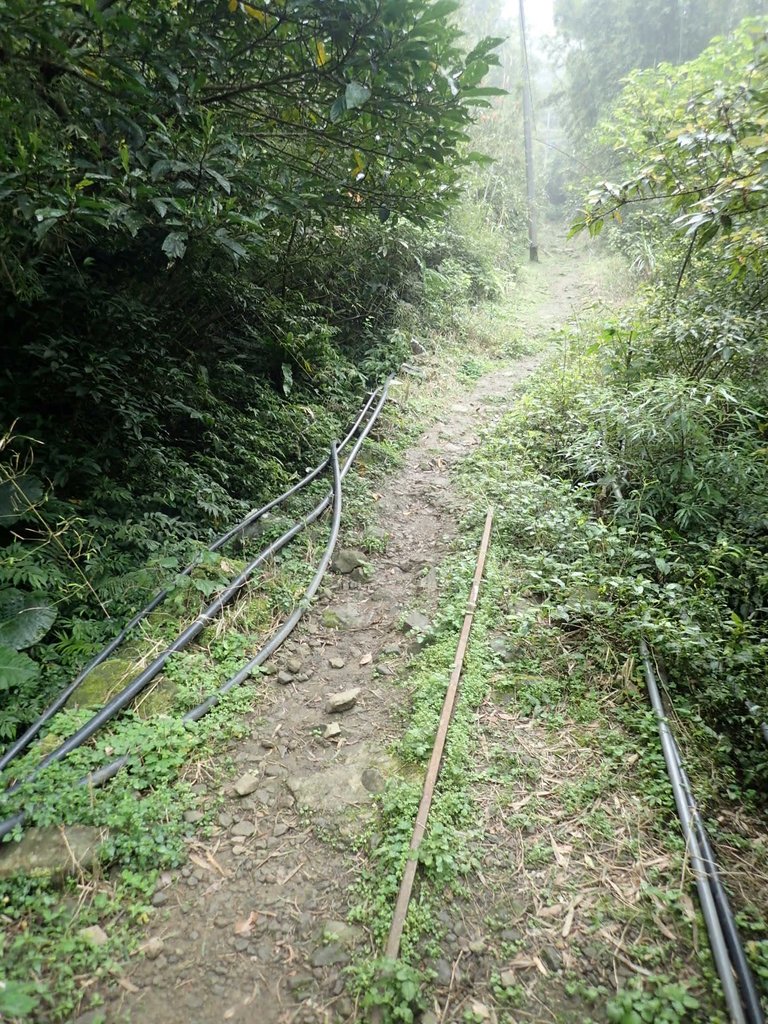 P3039058.JPG - 三峽  白雞山登山步道