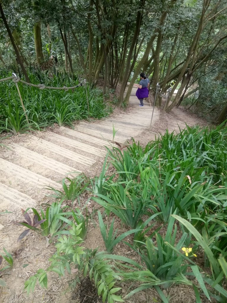 DSC_5157.JPG - 三峽  鳶尾山登山步道