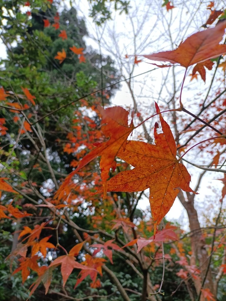 IMG20201215121816.jpg - 東眼山  東滿步道