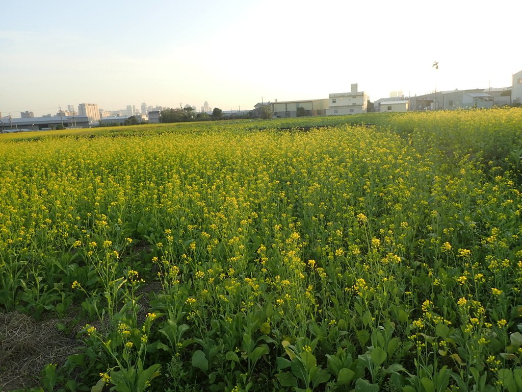 P1083454.JPG - 台中  西屯  油菜花田