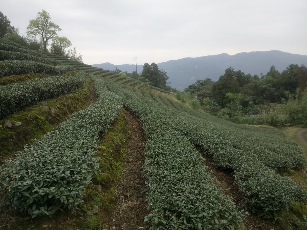 DSC_7198.JPG - 坪林  大湖尾茶園風光