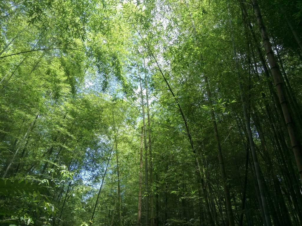 DSC_3846.JPG - 魚池  水社大山