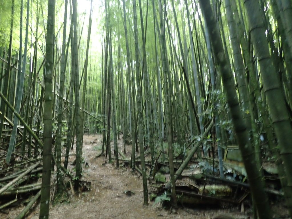 P7235838.JPG - 台中和平  長壽山登山步道  (中)