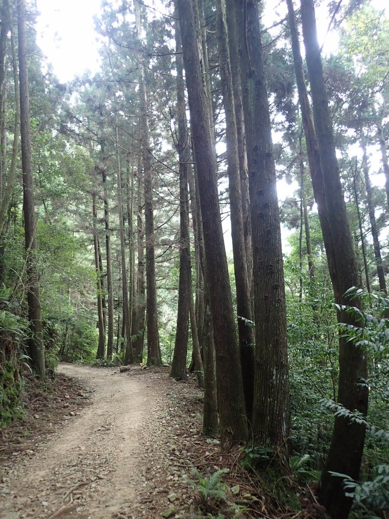 P7235922.JPG - 台中  和平  橫嶺山自然步道