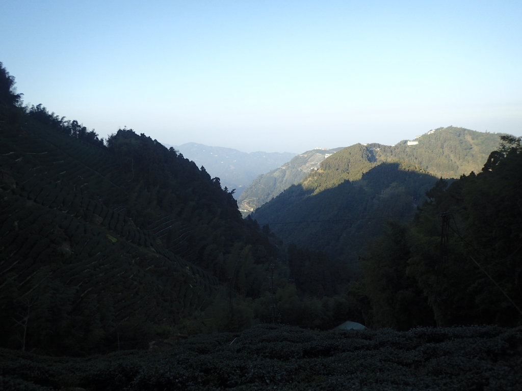 P2056615.JPG - 竹山  留龍頭  茶園風光