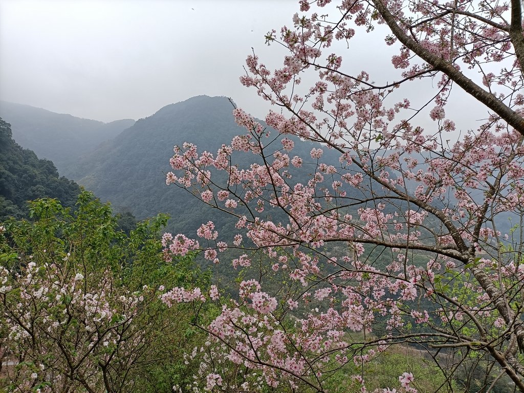 IMG20210226140605.jpg - 三峽  熊空  大熊櫻花林