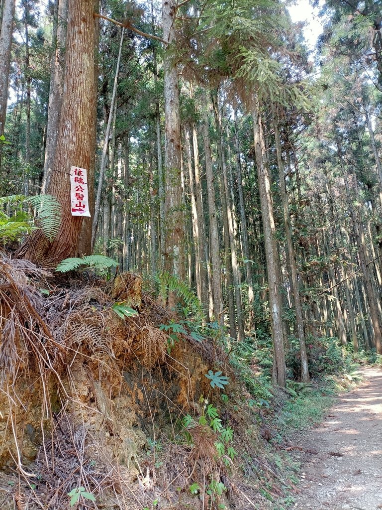 IMG20210403113231.jpg - 五峰  鵝公髻山登山步道  (02)