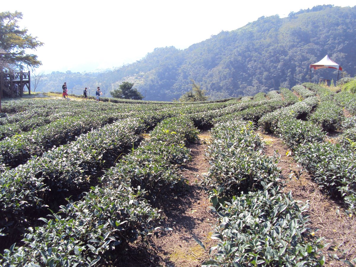 DSC06414.JPG - 大同  玉蘭茶園