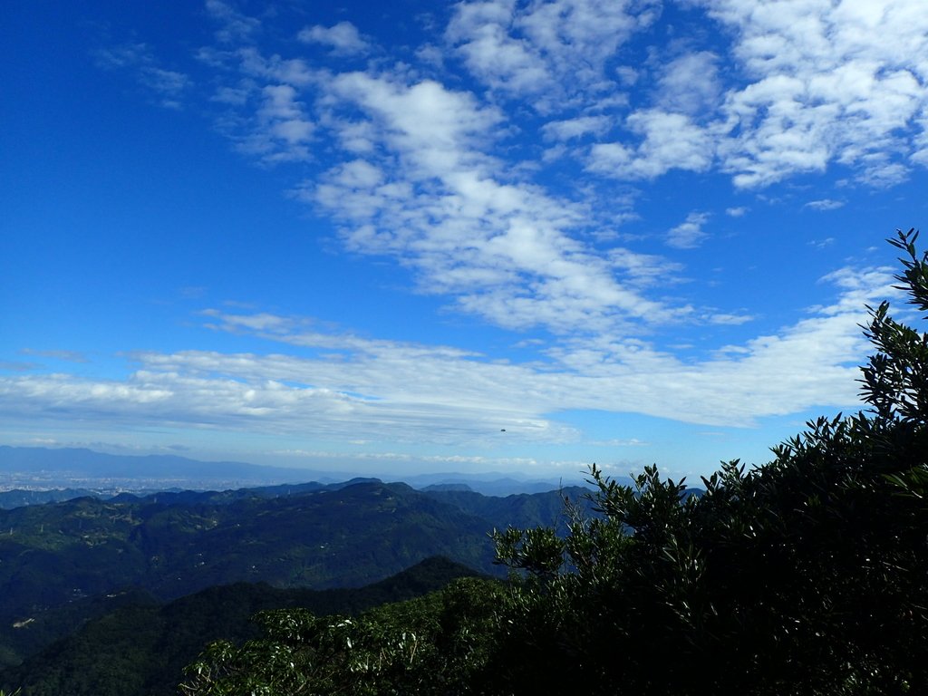 PB257504.JPG - 復興  東眼山森林步道