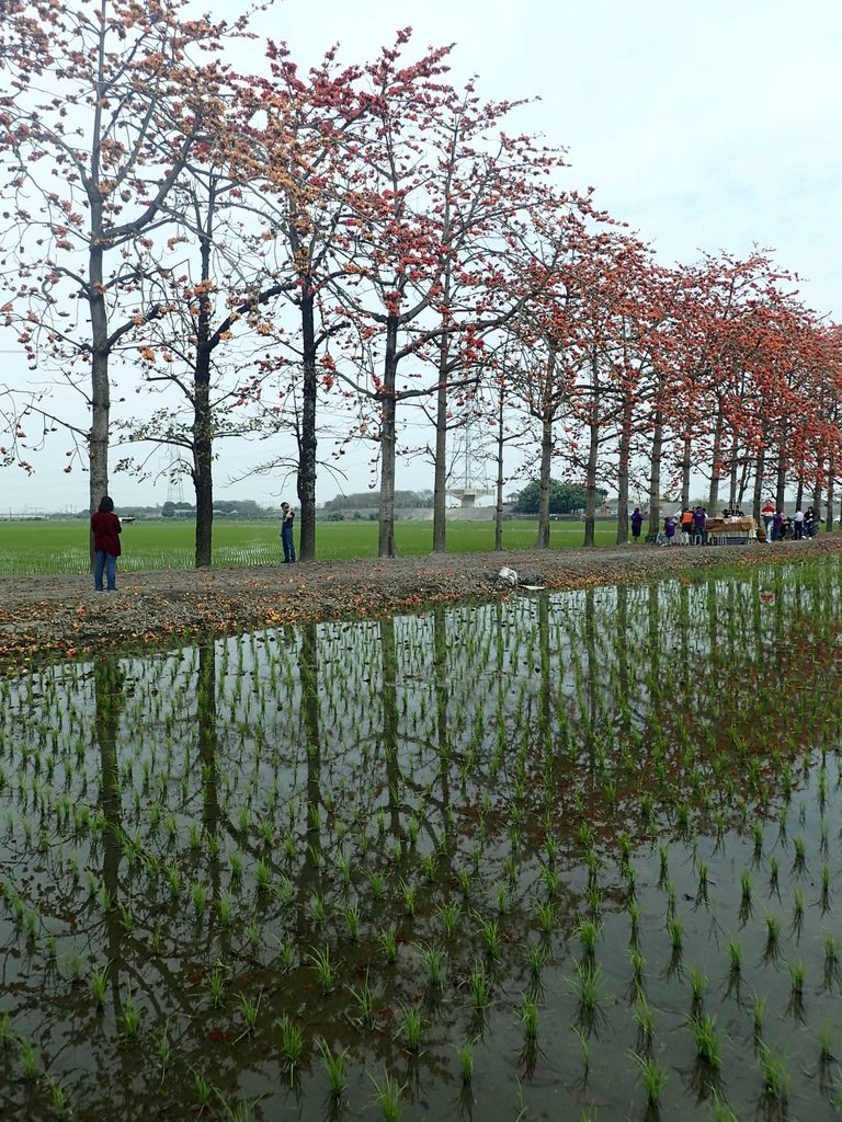 P3066521.JPG - 竹塘  田頭  木棉花道