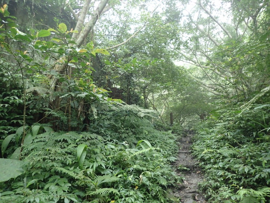 P3039072.JPG - 三峽  白雞山登山步道