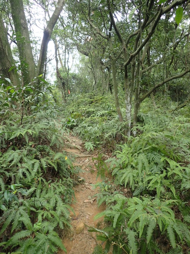 P2167955.JPG - 三峽  鳶尾山登山步道