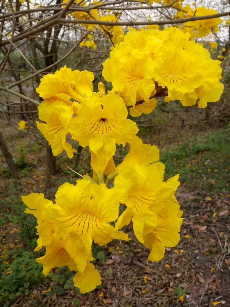 DSC_8432.JPG - 竹塘  田頭堤防  黃花風鈴木