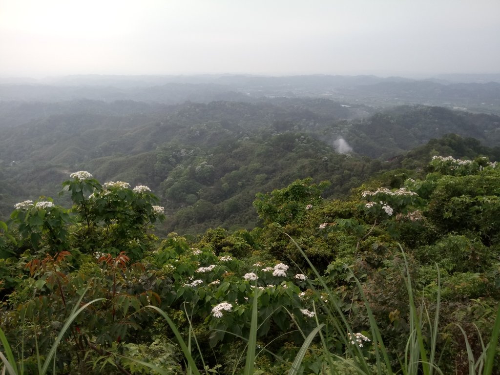 DSC_4972.JPG - 南庄  細湖頂  桐花山林