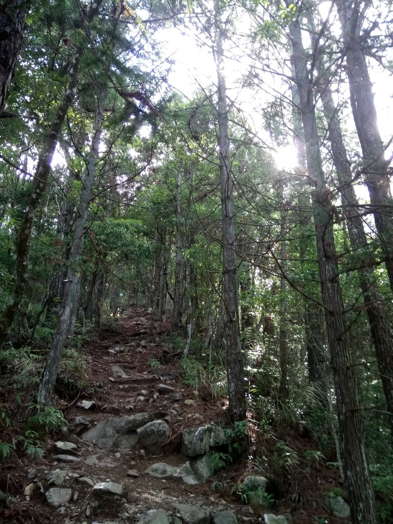 DSC_9902.JPG - 谷關七雄之  馬崙山  (下)