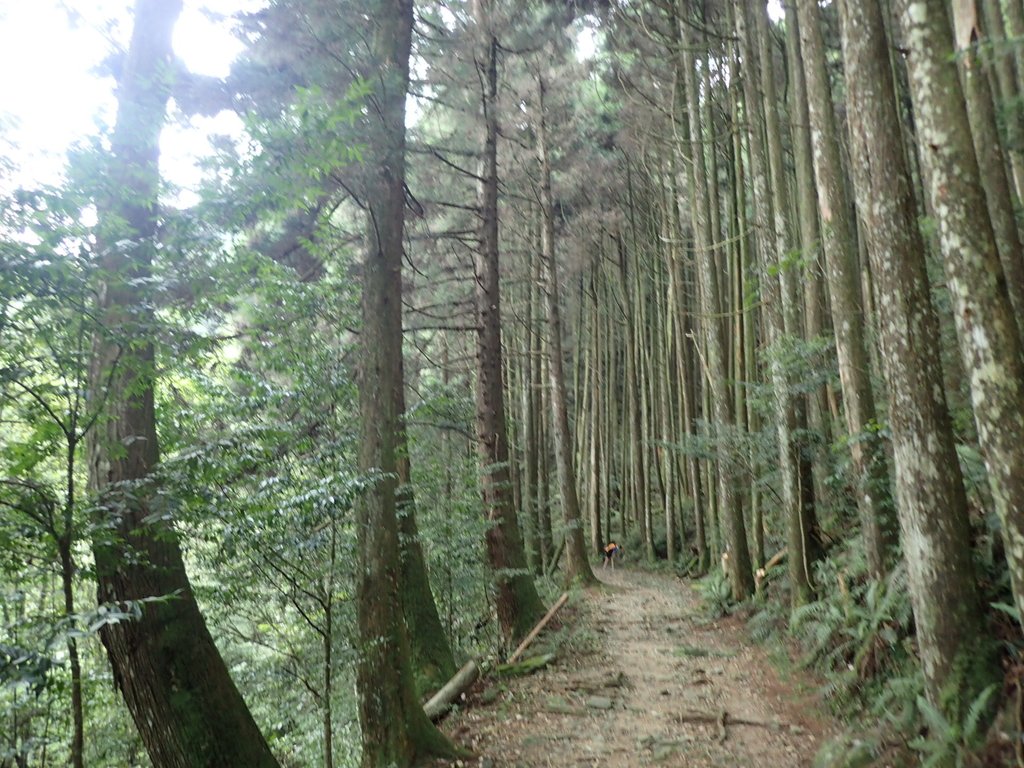 P7235924.JPG - 台中  和平  橫嶺山自然步道