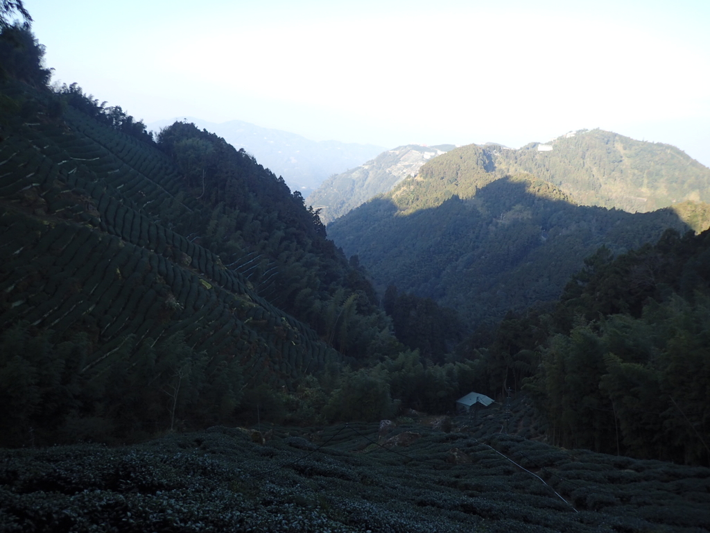 P2056621.JPG - 竹山  留龍頭  茶園風光