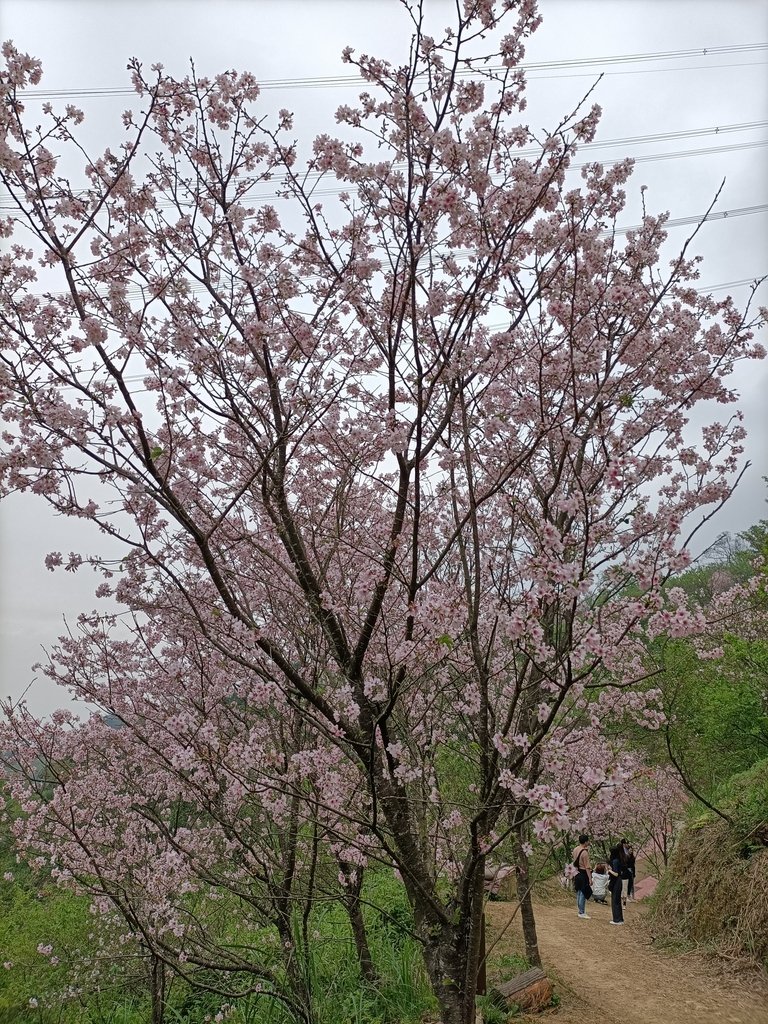 IMG20210226141516.jpg - 三峽  熊空  大熊櫻花林