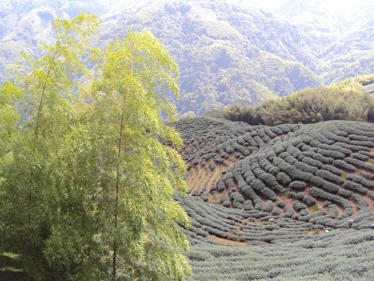 DSC08000.JPG - 竹山  軟鞍  八卦茶園