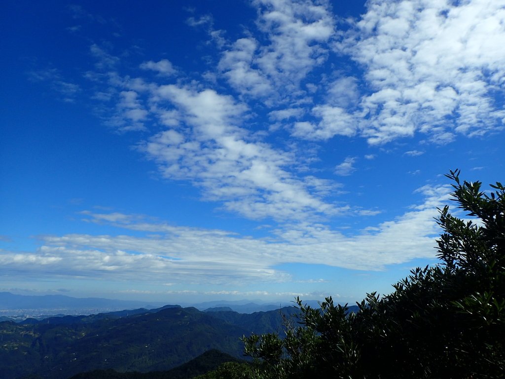 PB257505.JPG - 復興  東眼山森林步道