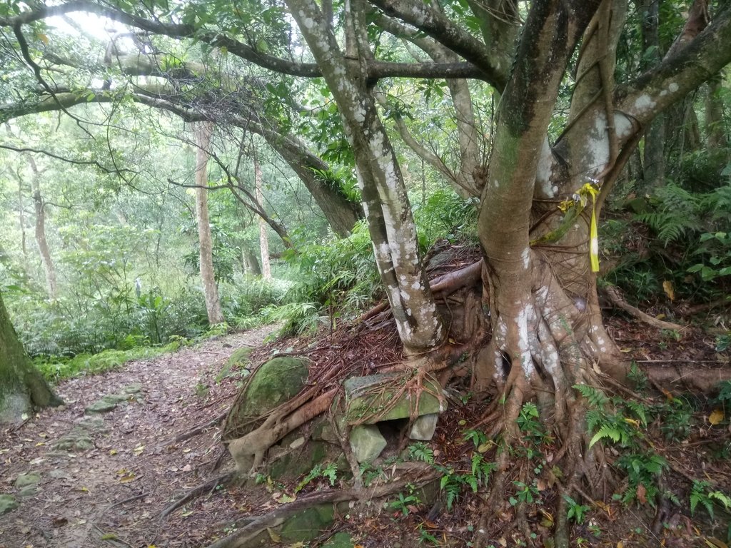 DSC_8461.JPG - 深坑  炮子崙登山步道