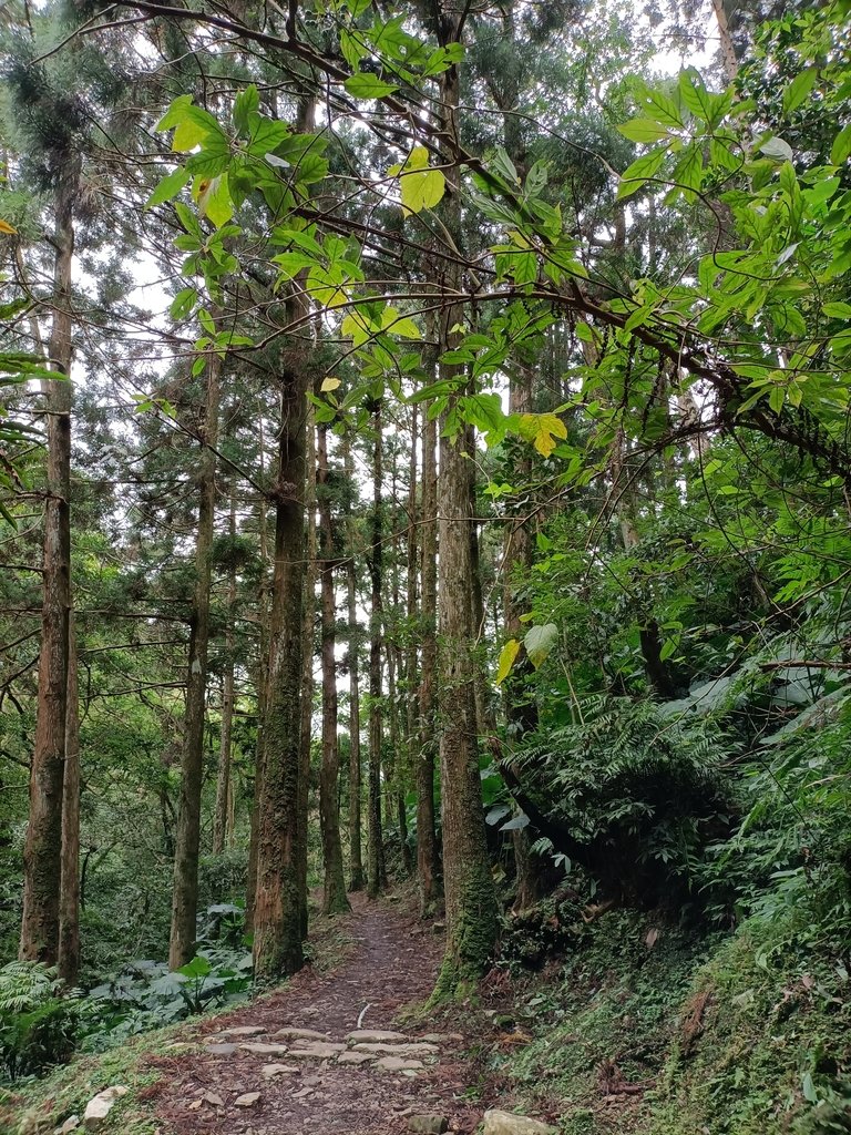 IMG20201215131612.jpg - 東眼山  東滿步道