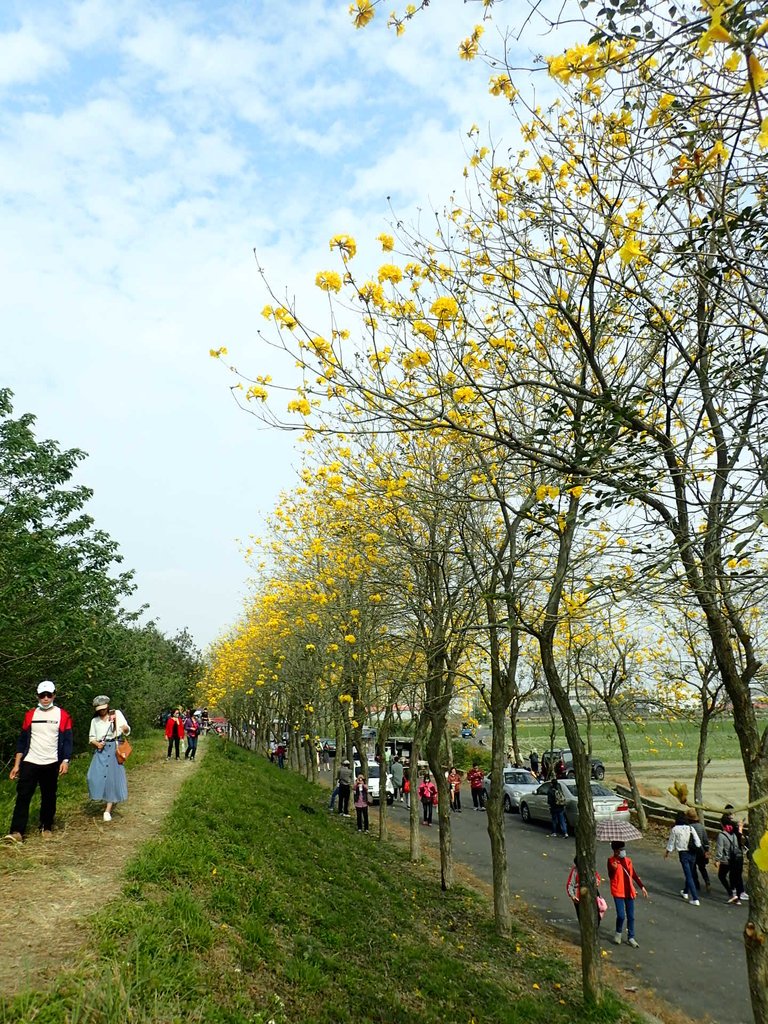 P3066765.JPG - 朴子溪畔  黃花風鈴木