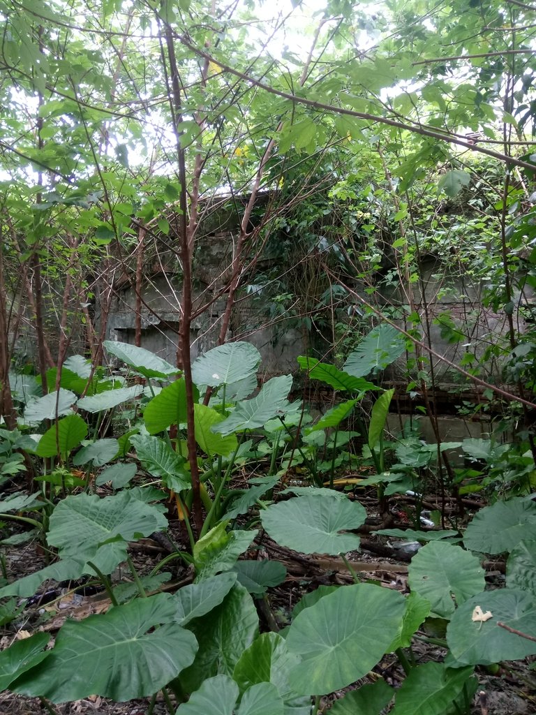 DSC_8066.JPG - 原  水返腳公學校遺址