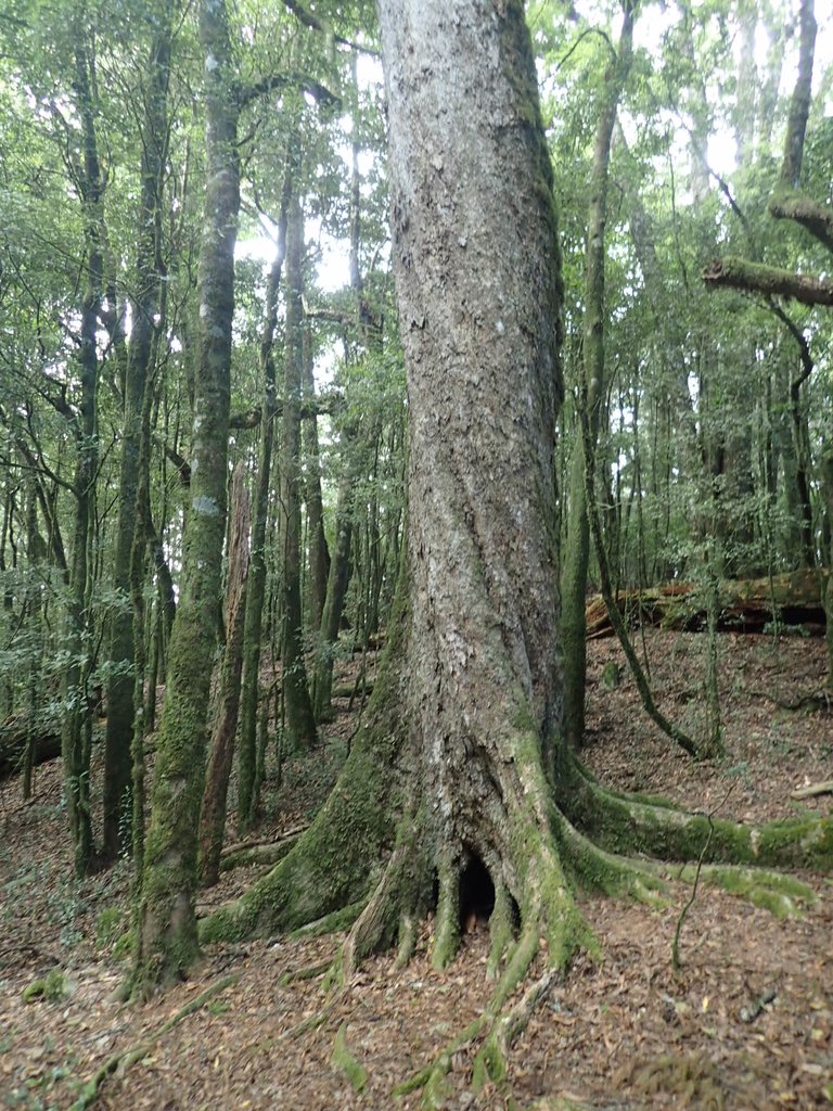 PA185617.JPG - 台中  和平  稍來山