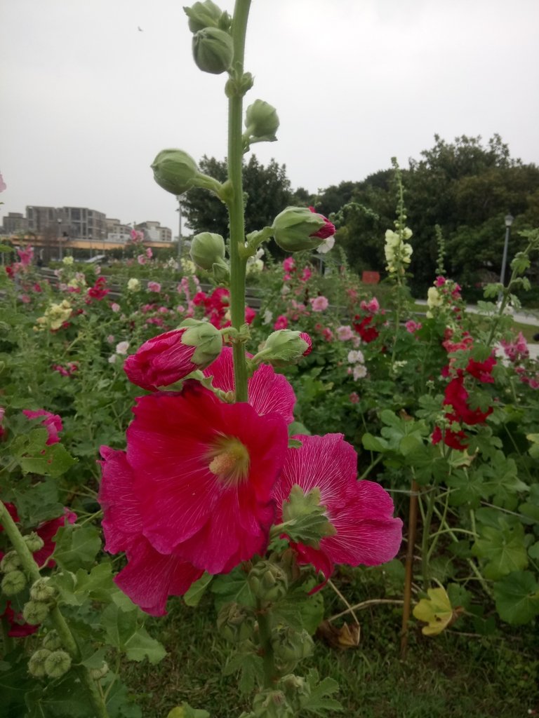 DSC_9216.JPG - 花博公園  蜀葵花季