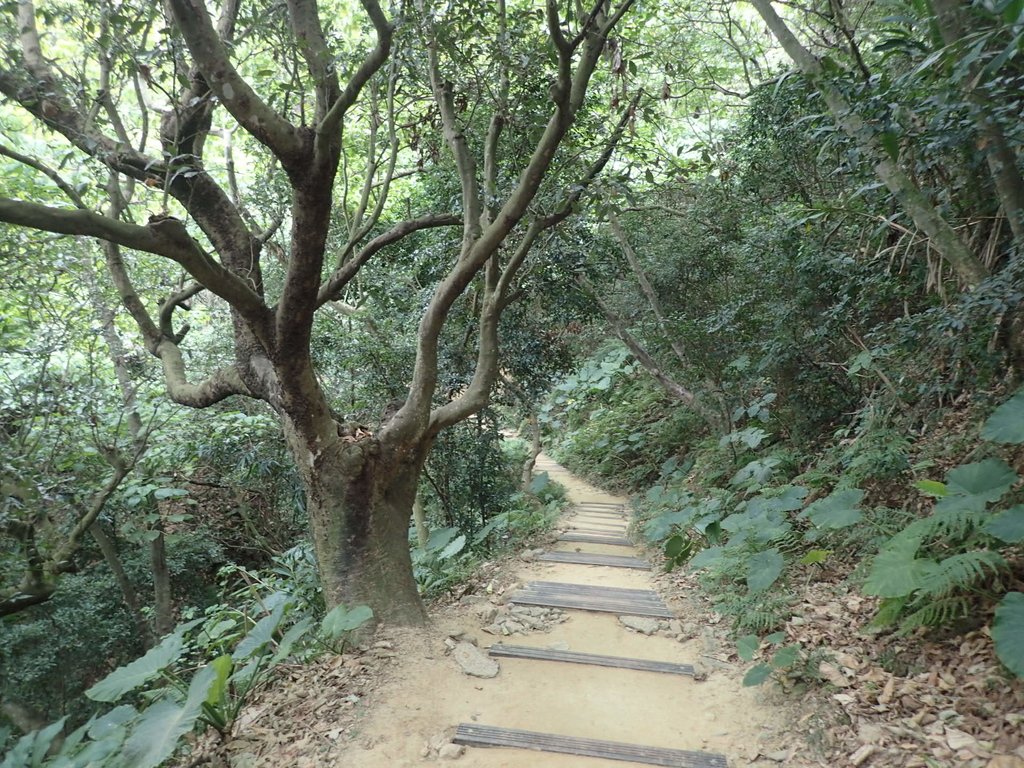 P2095043.JPG - 太平  三汀山  (望高寮)