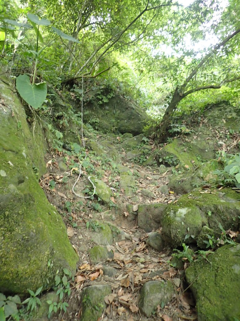 P9108377.JPG - 新竹  五指山登山步道