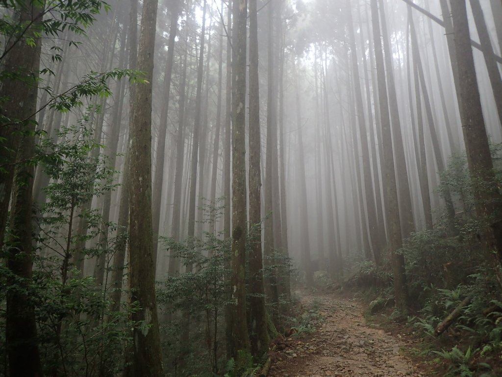 P7235932.JPG - 台中  和平  橫嶺山自然步道