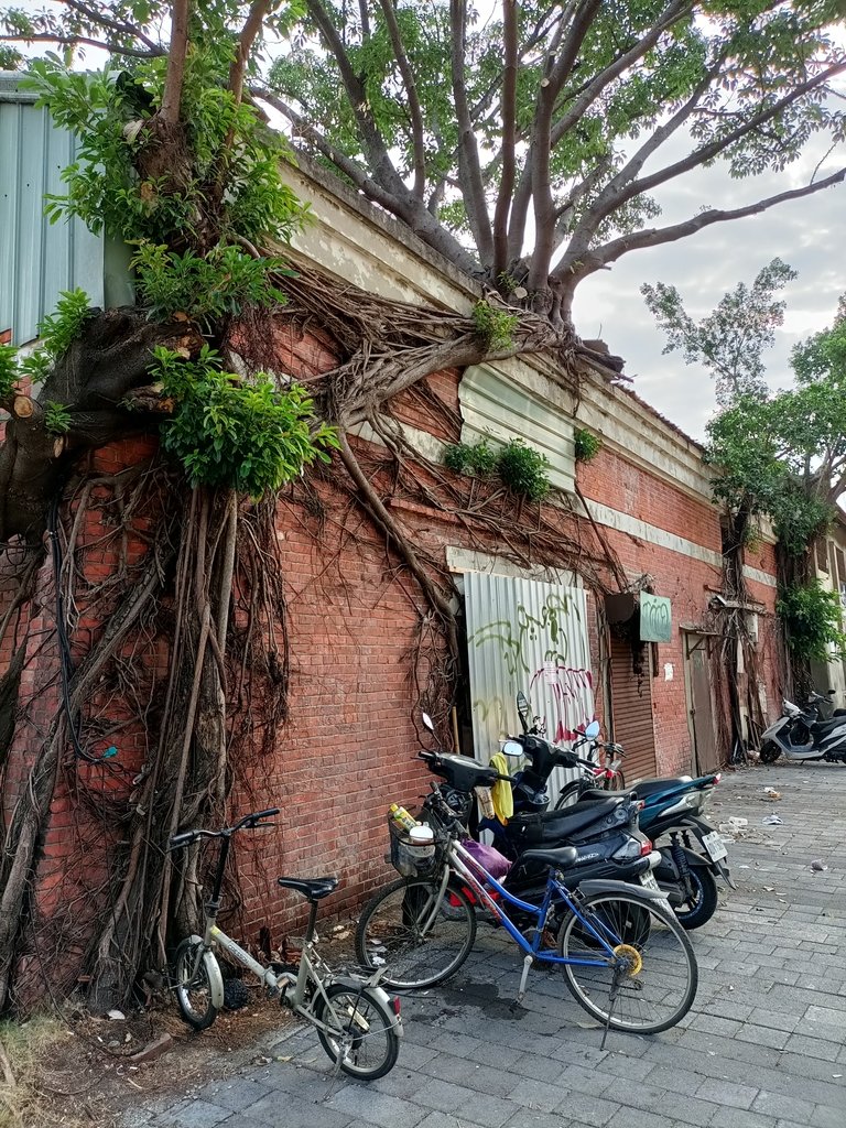 IMG20210426071733.jpg - 台中  街路隨拍  (39)