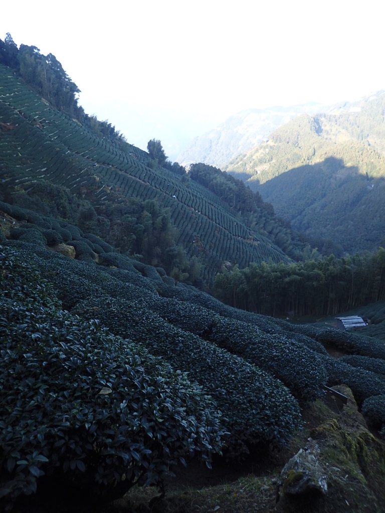 P2056627.JPG - 竹山  留龍頭  茶園風光