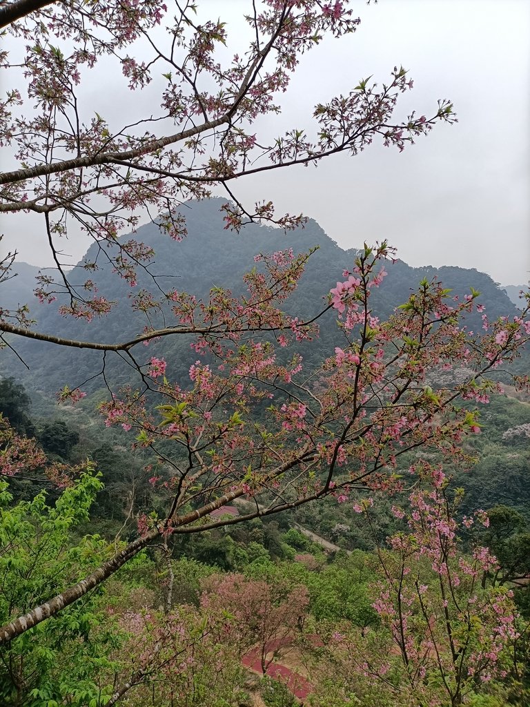 IMG20210226142602.jpg - 三峽  熊空  大熊櫻花林