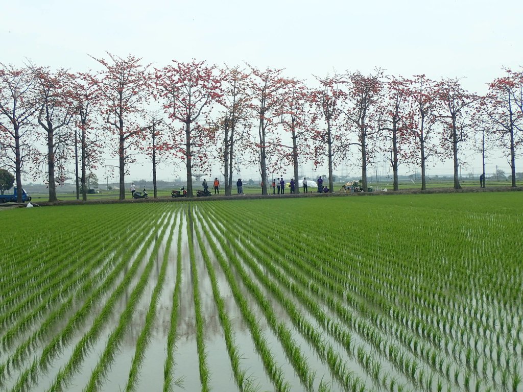 P3066534.JPG - 竹塘  田頭  木棉花道