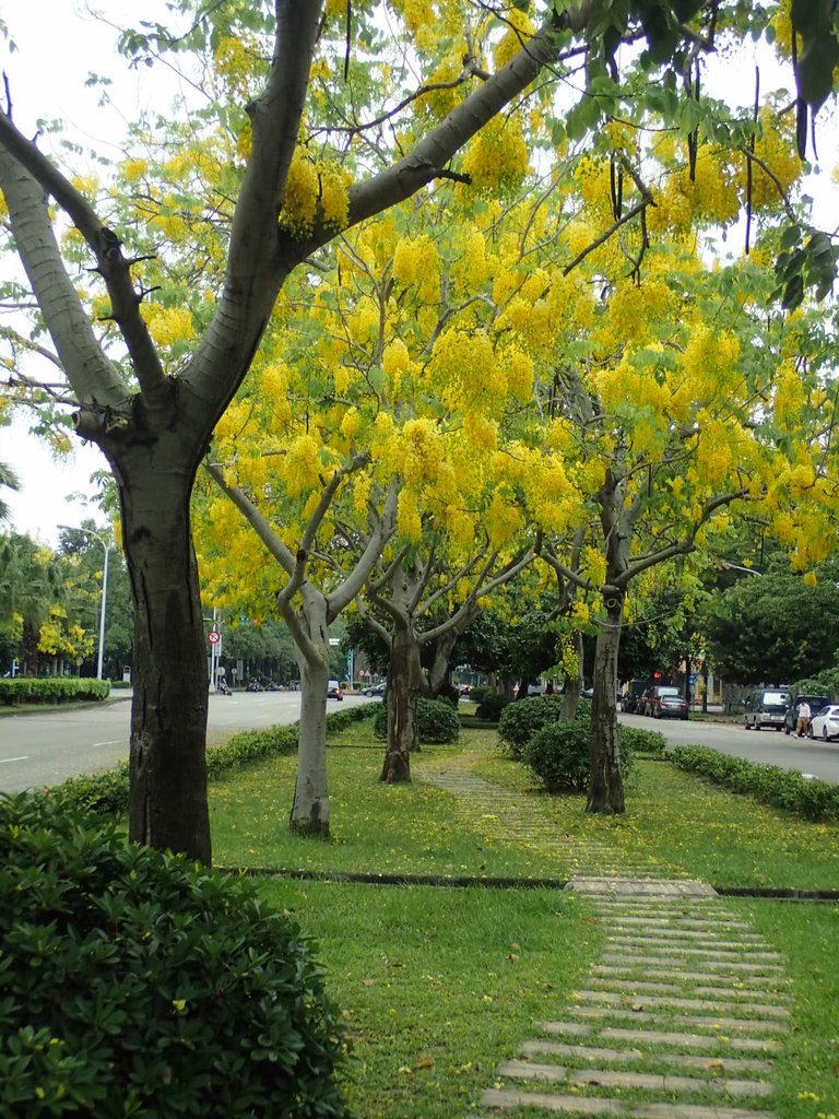 P5298865.JPG - 台中  興大街道之阿勃勒