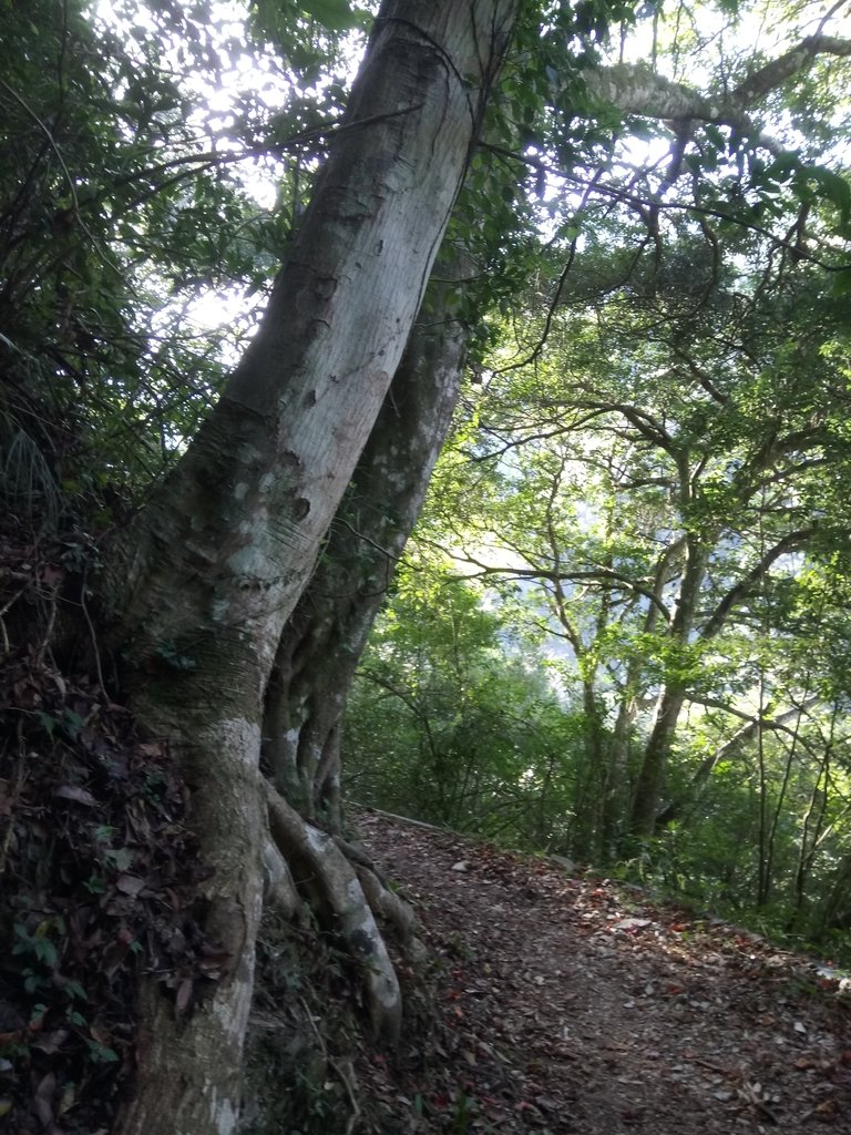 DSC_9048.JPG - 東埔  八通關古道