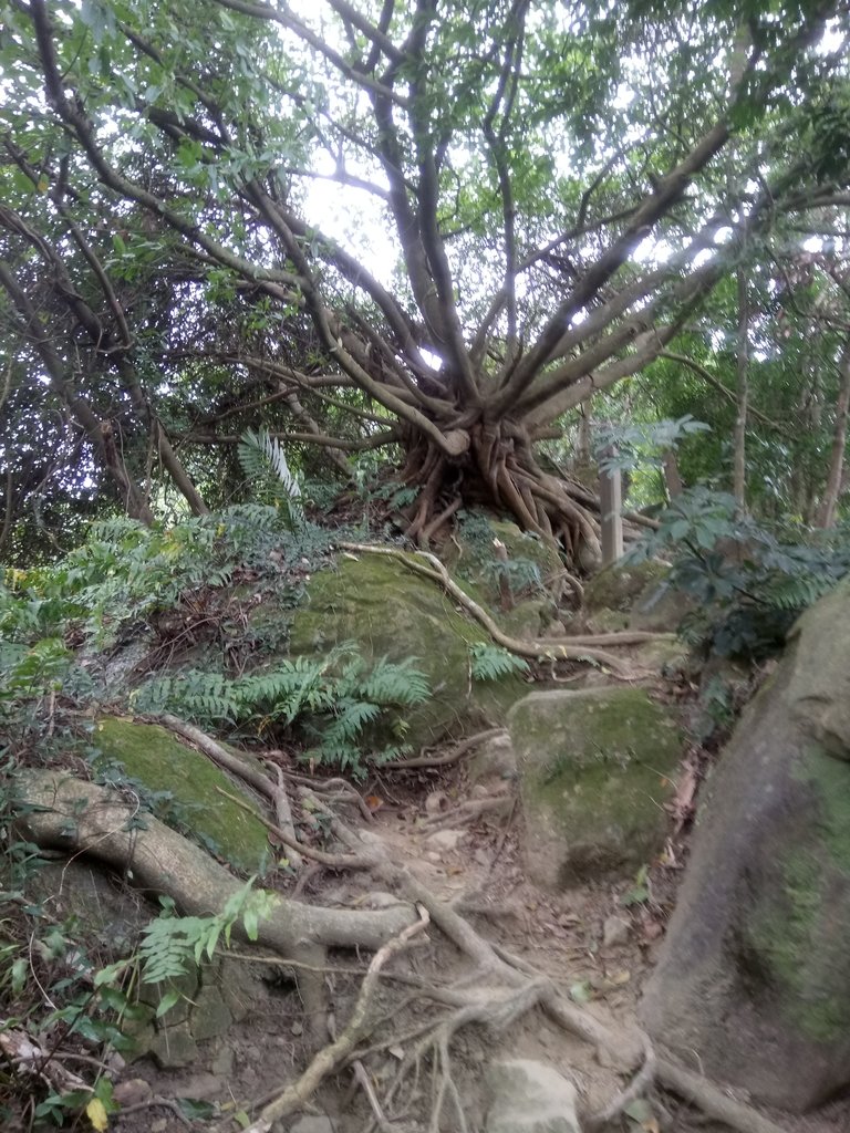 DSC_5131.JPG - 三峽  鳶尾山登山步道